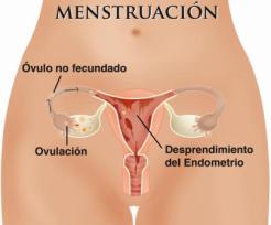 menstruacion1