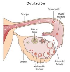 ovulacion